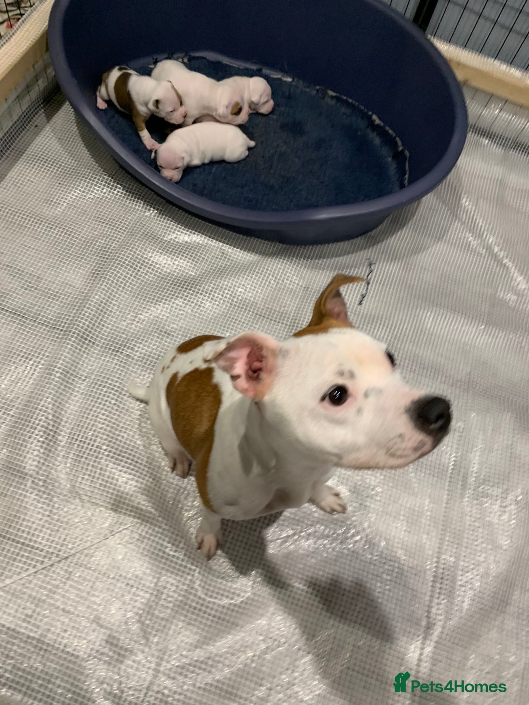 Staffordshire Bull Terrier dogs for sale: Staffordshire Bull terrier Puppies  - Image 2