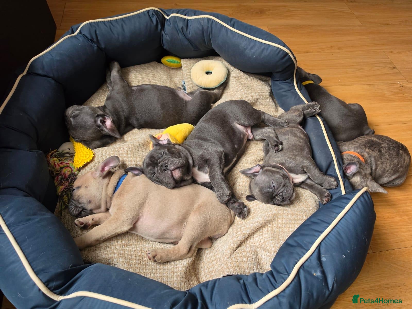 French Bulldog dogs for sale: France bulldog puppies  - Advert 22