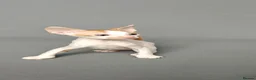 Cornish Rex cats for sale: Cornish Rex Kittens Available for Reservation  - Advert 21