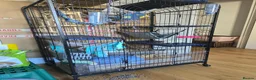 Rat rodents for sale: 2 male rats and cage set up for sale - Advert 3