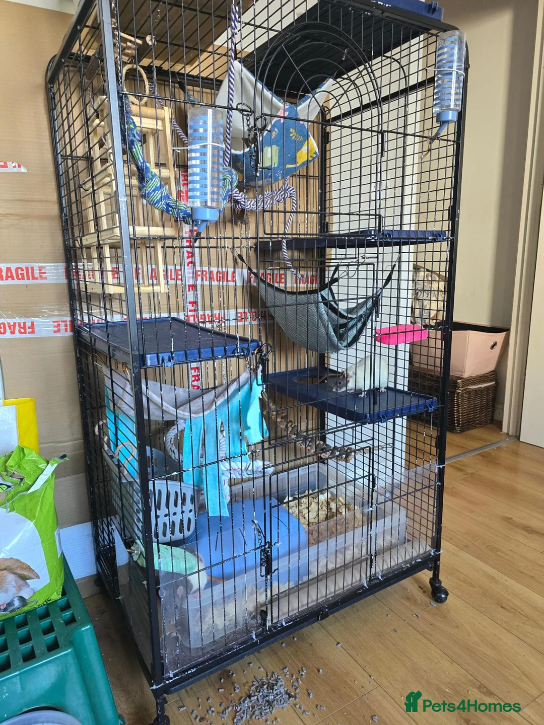 Rat rodents for sale: 2 male rats and cage set up for sale - Advert 3