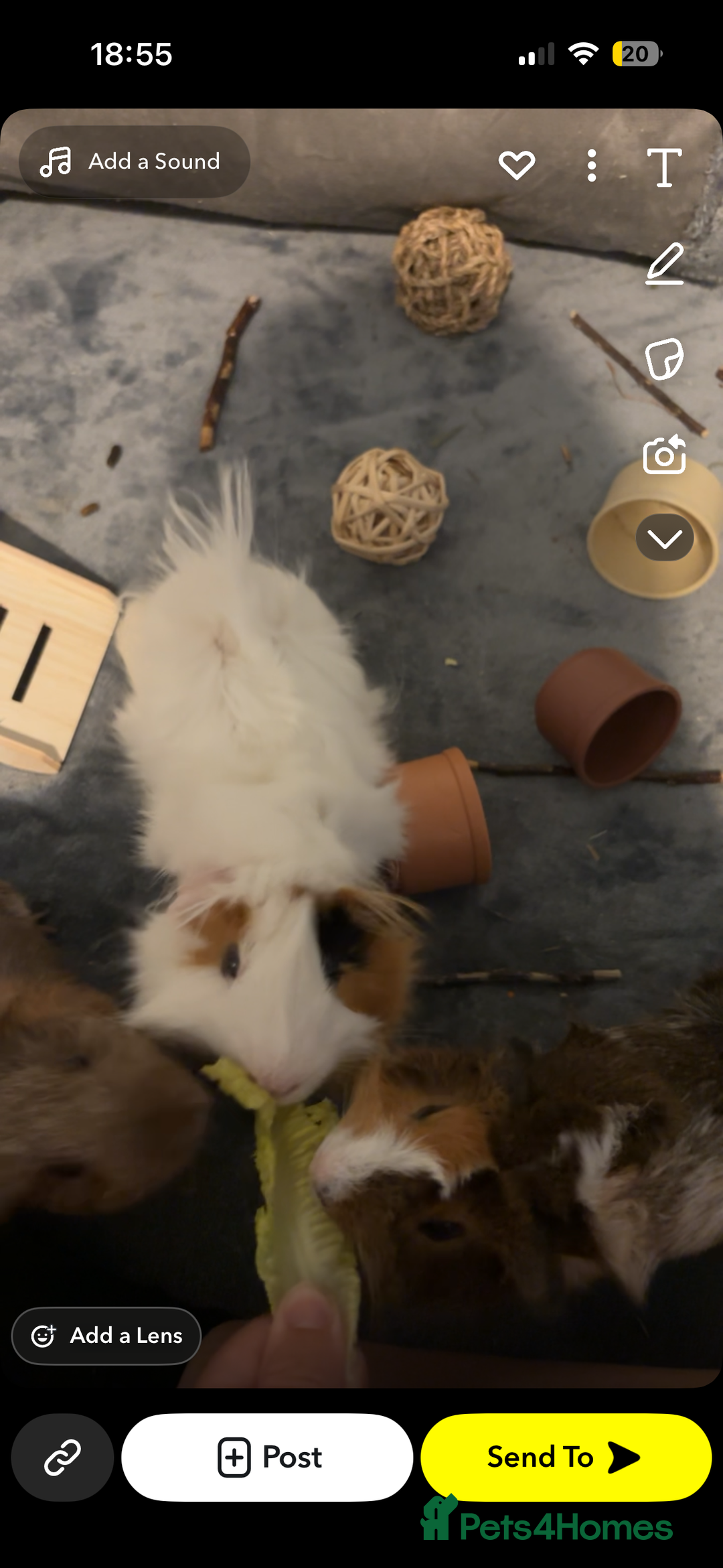Guinea Pig rodents for sale: Guinea pigs and set up price can be discussed - Advert 1
