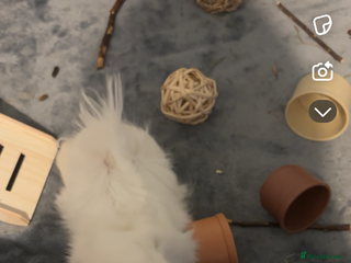 Guinea Pig rodents Guinea pigs and everything you need for them - Advert 1