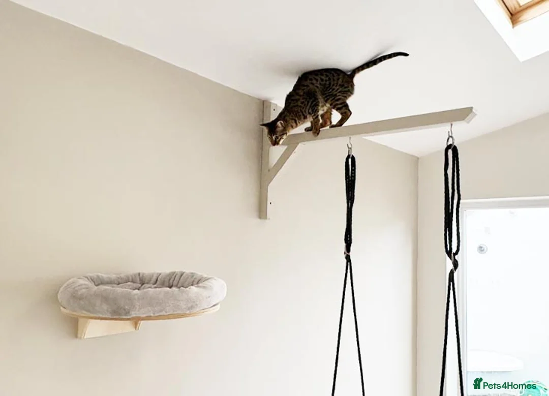 Savannah cats for sale: F5 SBT Savannah sisters Squealer, Shyler and Lily - Advert 14