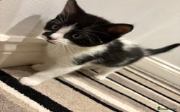 Mixed Breed cats for sale: Adorable Kittens Looking for Loving Homes  - Image 5