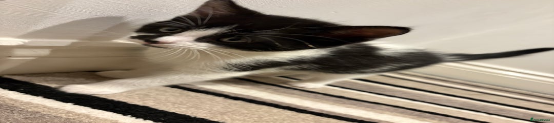 Mixed Breed Kitten 1