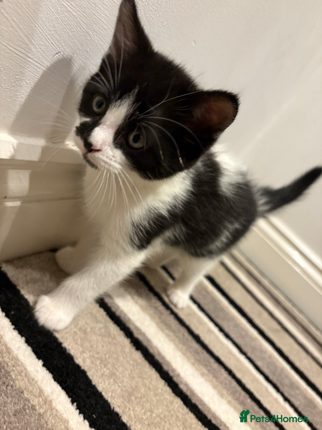 Mixed Breed cats for sale: Adorable Kittens Looking for Loving Homes  - Image 5