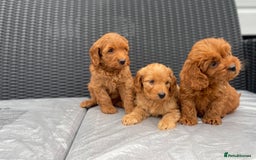 Cockapoo dogs for sale: Beautiful f1 cockapoos ready now - Image 11