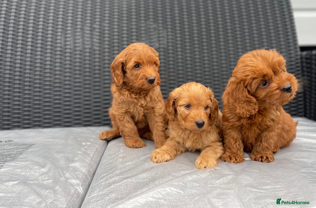Cockapoo dogs for sale: Beautiful f1 cockapoos ready now - Image 11