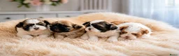 Shih Tzu dogs for sale: Beautiful little cute newborn shih tzu - Advert 1