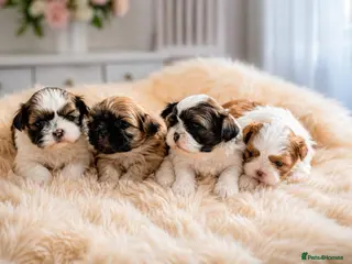 Shih Tzu dogs Beautiful little cute newborn shih tzu - Advert 13