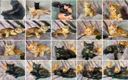 Mixed Breed cats for sale: Beautiful kittens  - Image 6