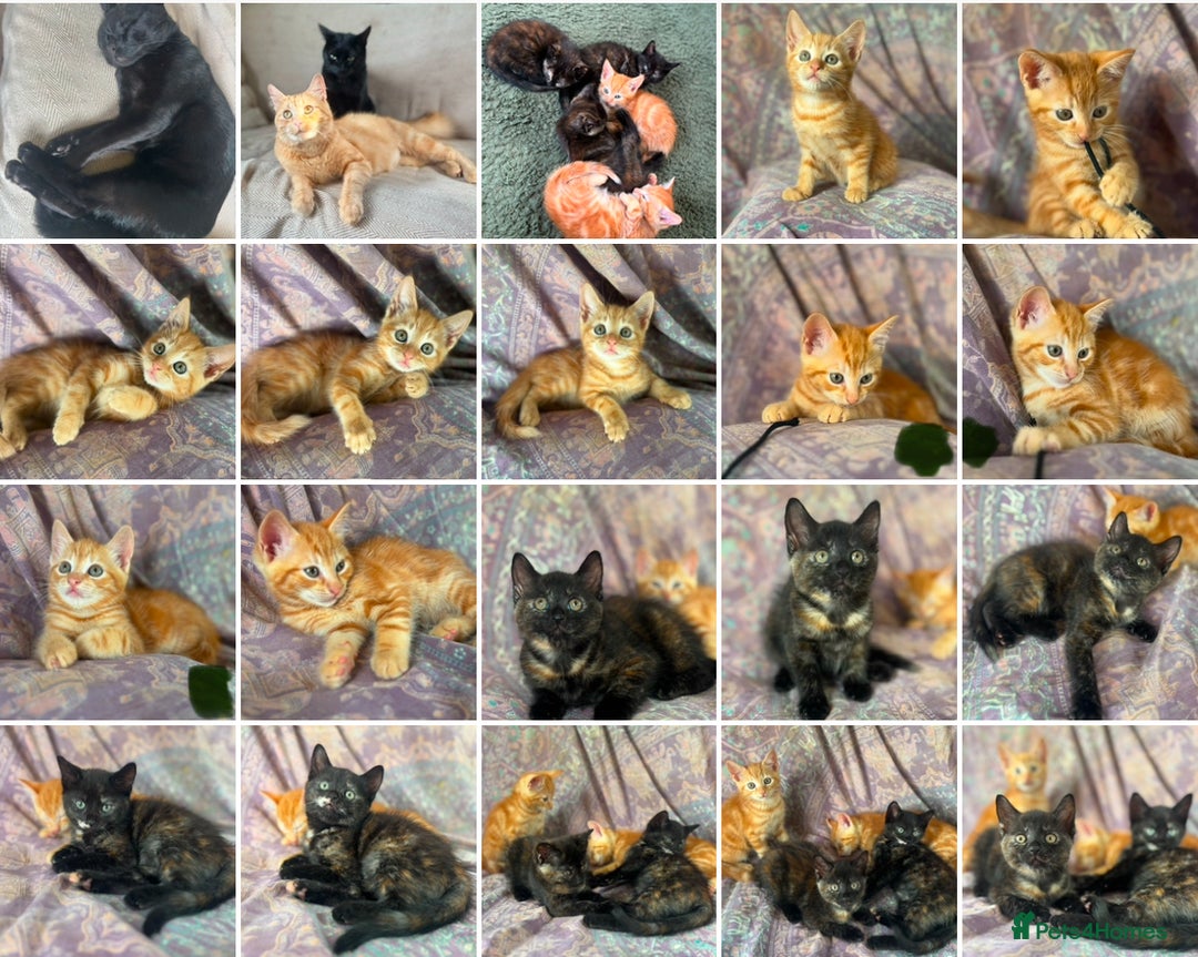 Mixed Breed cats for sale: Beautiful kittens  - Image 6