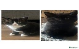 Mixed Breed cats for sale: 2 male kittens ready to leave today! - Image 1