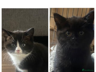 Mixed Breed cats for sale - Advert 1