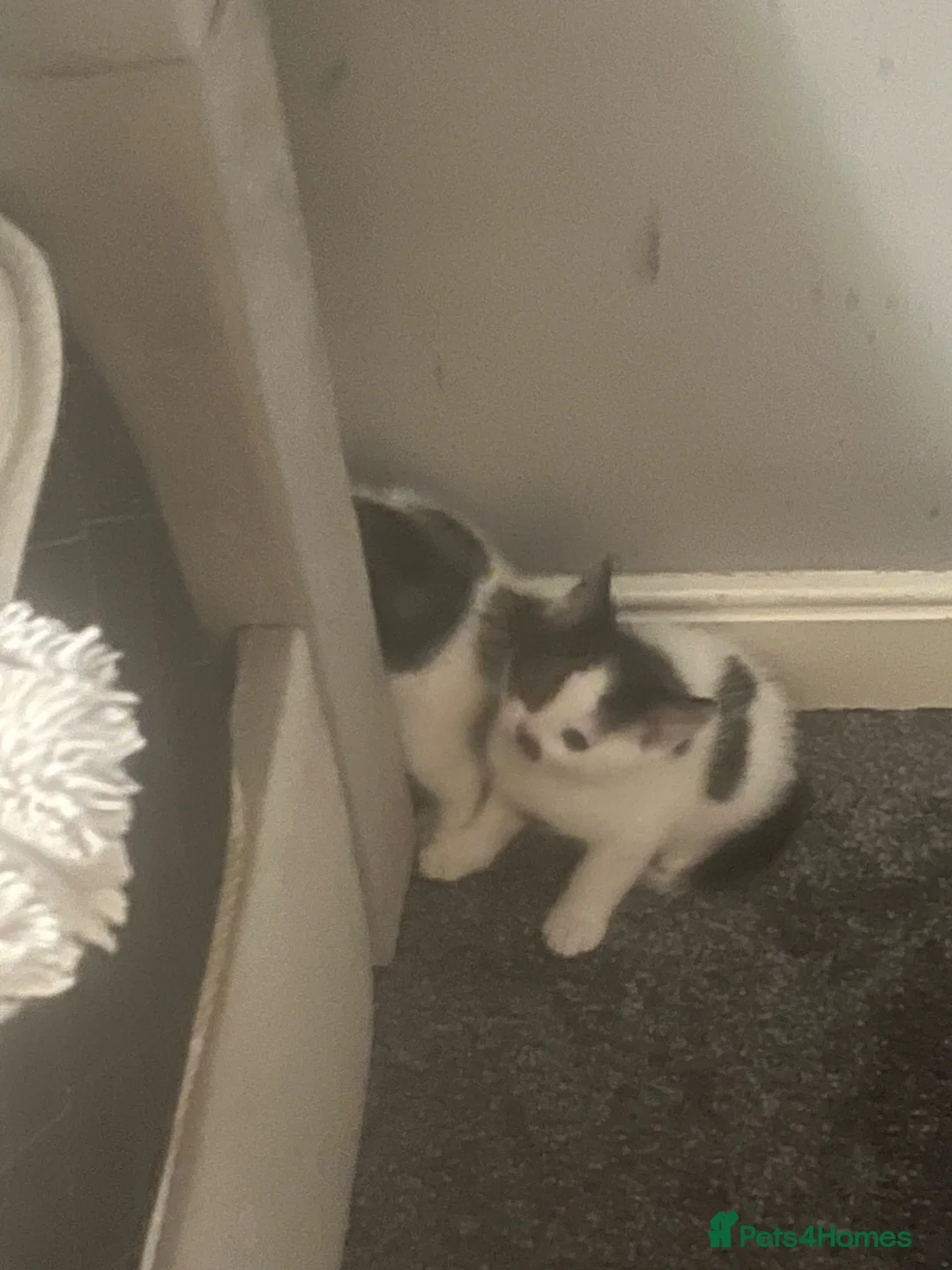 Mixed Breed cats for sale: Beautiful kittens for sale  in Mauchline - Advert 4