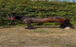 Irish Cob horses for sale: 3yr old cob gelding  - Image 2