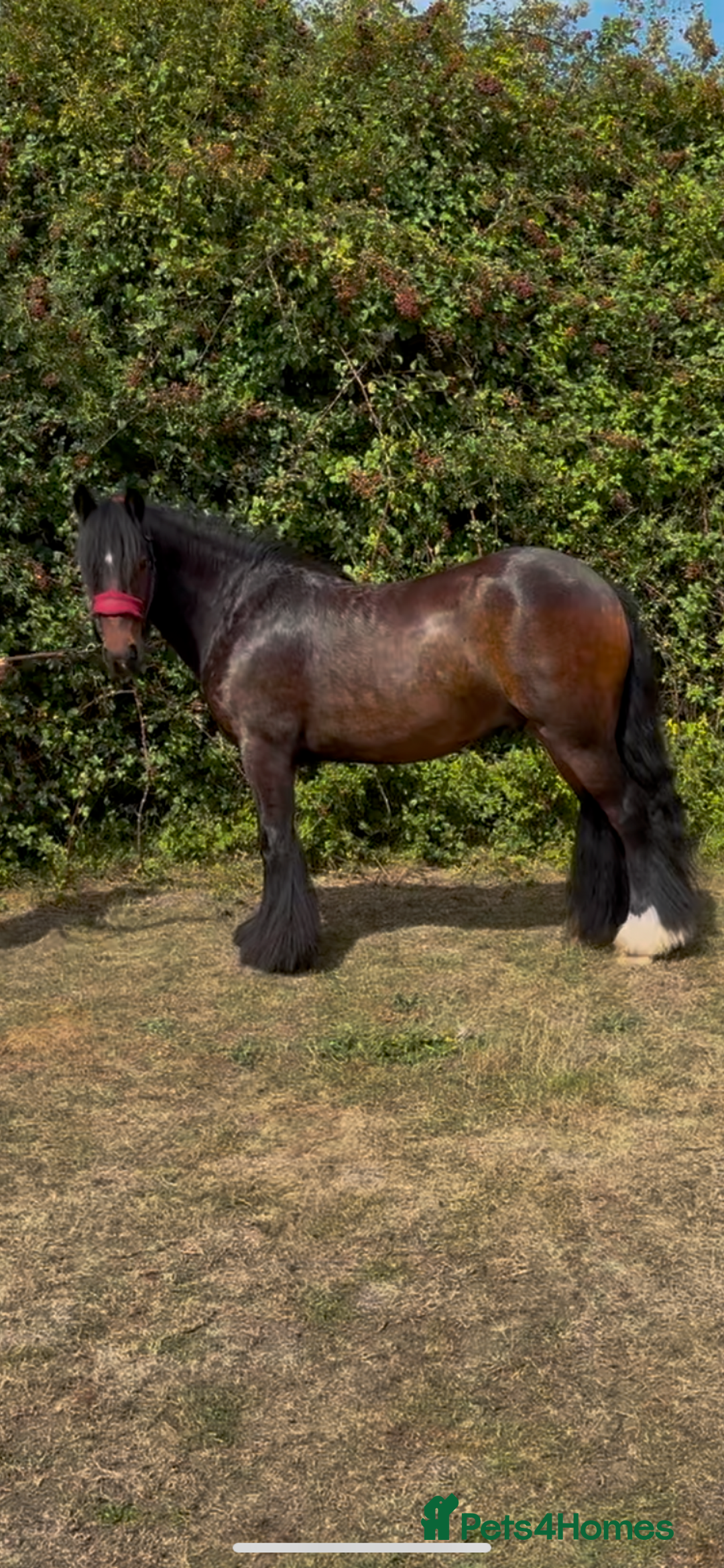 Irish Cob horses for sale: 3yr old cob gelding  - Image 2