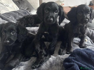 Cavapoo dogs Cavapoo puppies - Advert 6