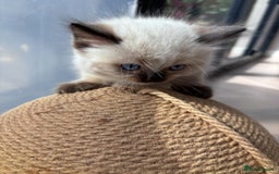 Ragdoll cats for sale: 4 PURE 💖💙RAGDOLLS💖💙 - Image 6