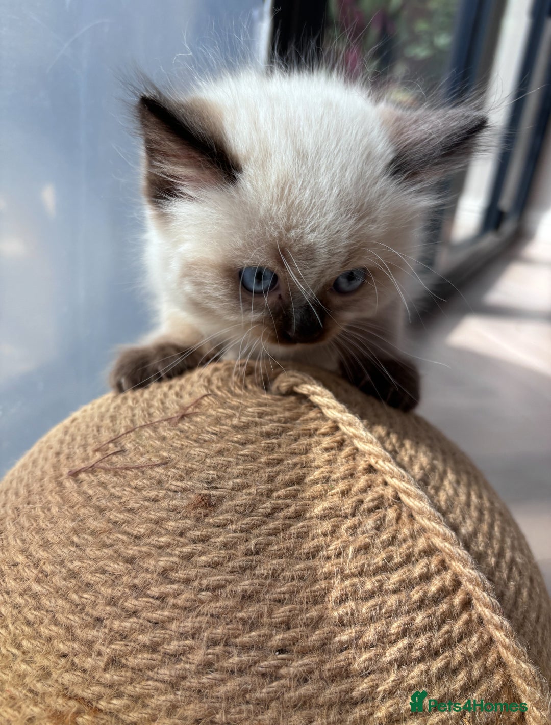 Ragdoll cats for sale: 4 PURE 💖💙RAGDOLLS💖💙 - Image 6