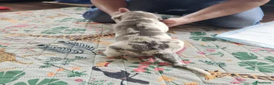 White Brindle Merle Male