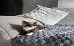 Domestic Shorthair cats for sale: Adorable Kittens for sale for good homes  - Image 10