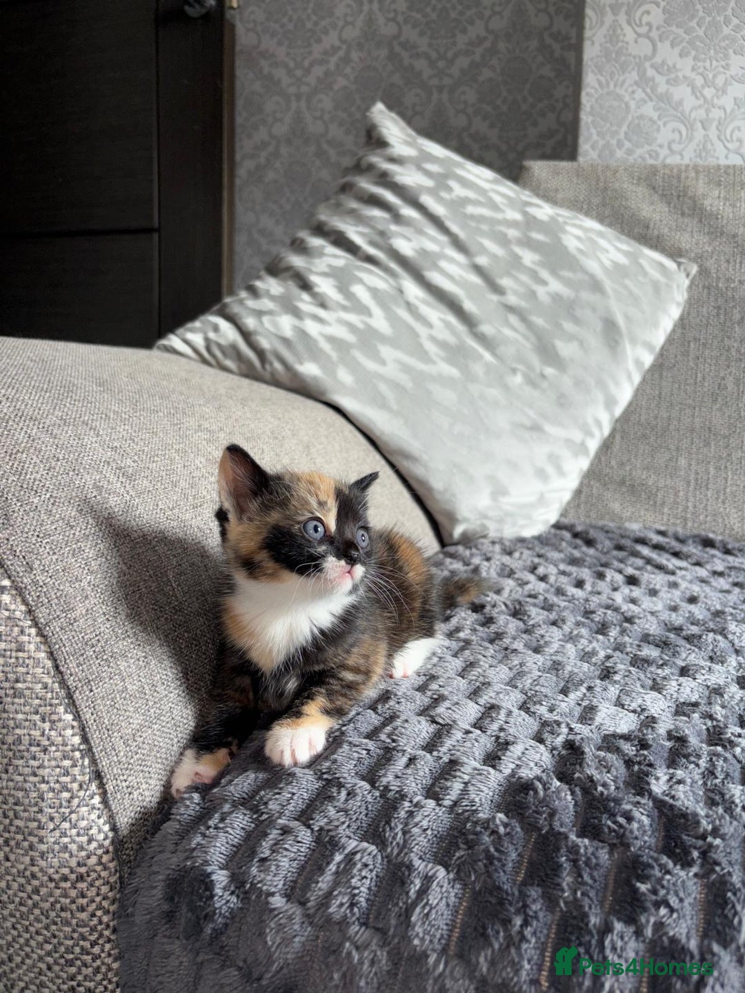 Domestic Shorthair cats for sale: Adorable Kittens for sale for good homes  - Image 10
