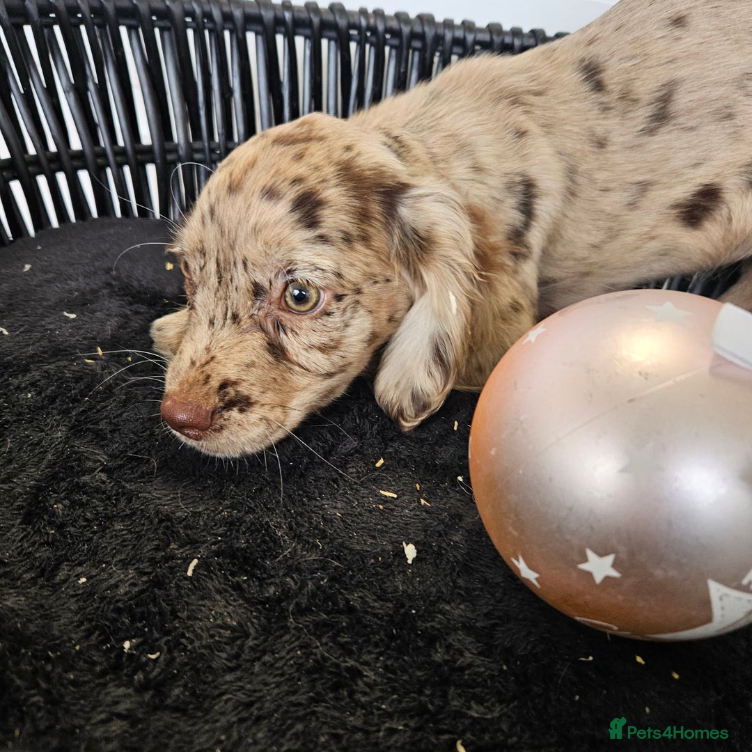 Cocker Spaniel dogs for sale: Working type rare marking cocker spaniels - Advert 30