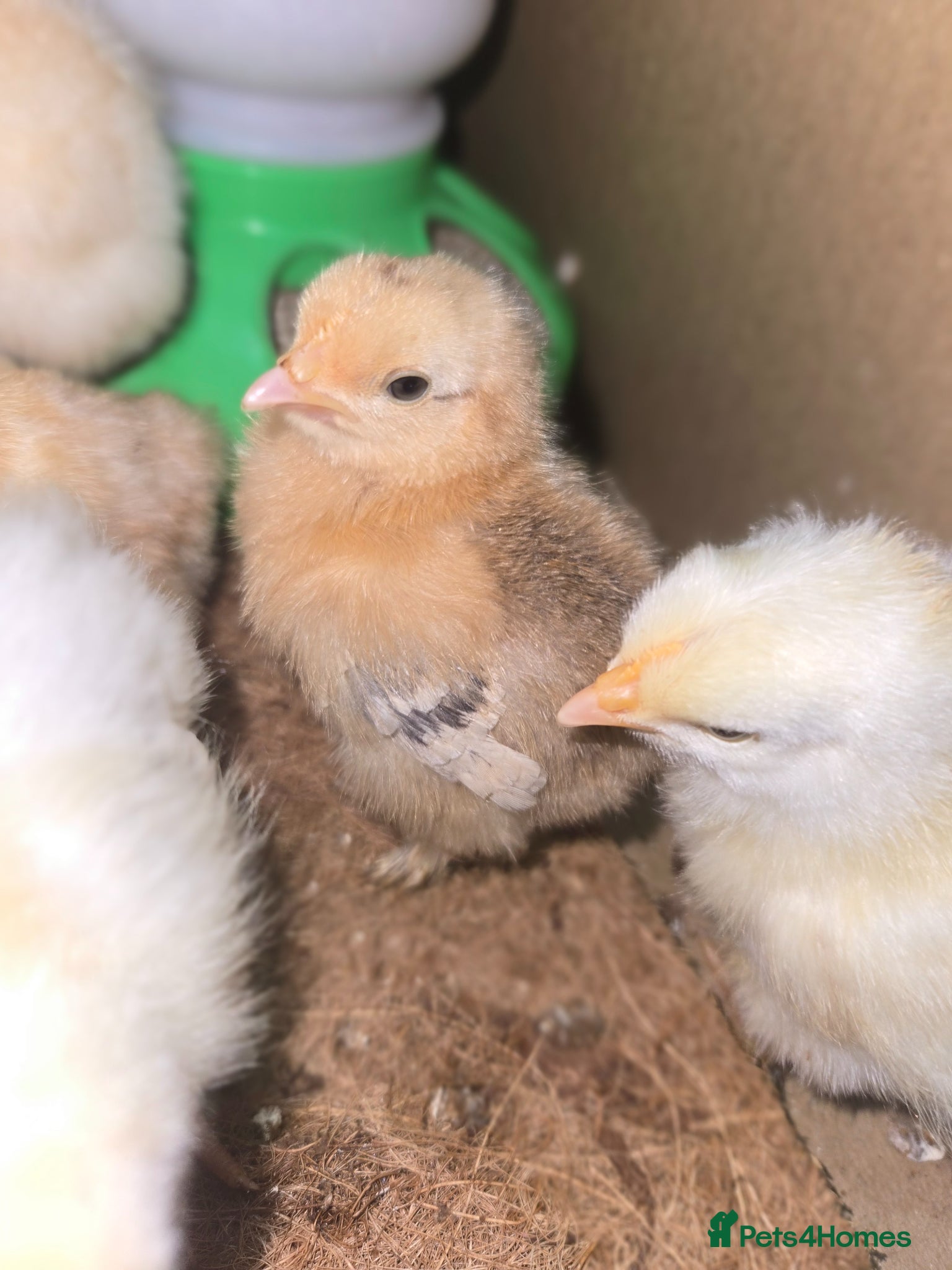 Mixed Breed poultry 🌟 Beautiful Silkie & Polish Eggs & Chicks 🌟 - Advert 1