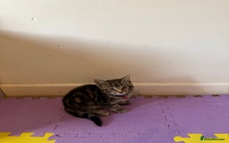 Domestic Shorthair cats for sale: 5 Kittens Looking For A Good Home - Image 10