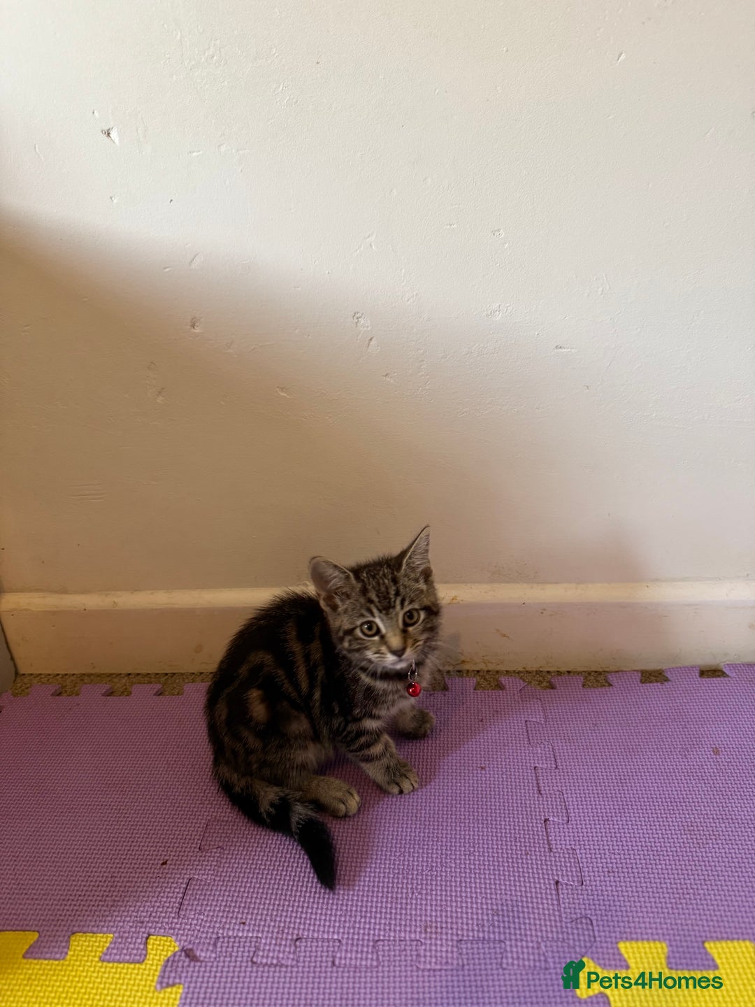 Domestic Shorthair cats for sale: 5 Kittens Looking For A Good Home - Image 10