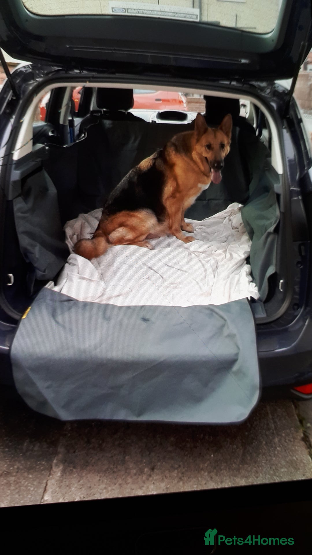 German Shepherd dogs for sale: German shepherd pupies - Image 4