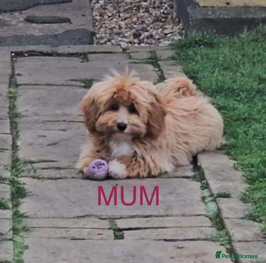 Maltipoo dogs for sale: OUTSTANDING QUALITY F1B MALTIPOO PUPPIES READY! - Image 7