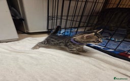 Bengal cats for sale: Beautiful 1/2 bengal kittens - Image 12