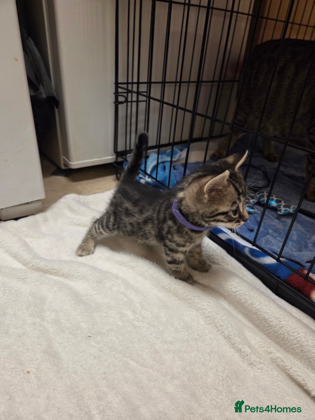 Bengal cats for sale: Beautiful 1/2 bengal kittens - Image 12
