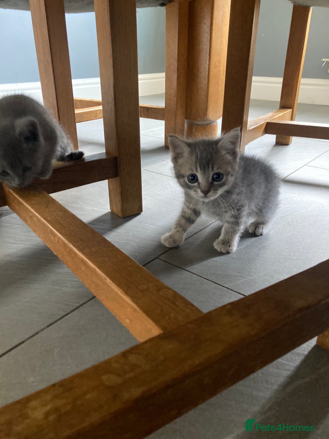 Scottish Fold cats for sale: Beautiful Scottish fold kittens - Image 19