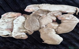 Miniature Dachshund dogs for sale: Gorgeous Miniature Daschunds  - Image 9