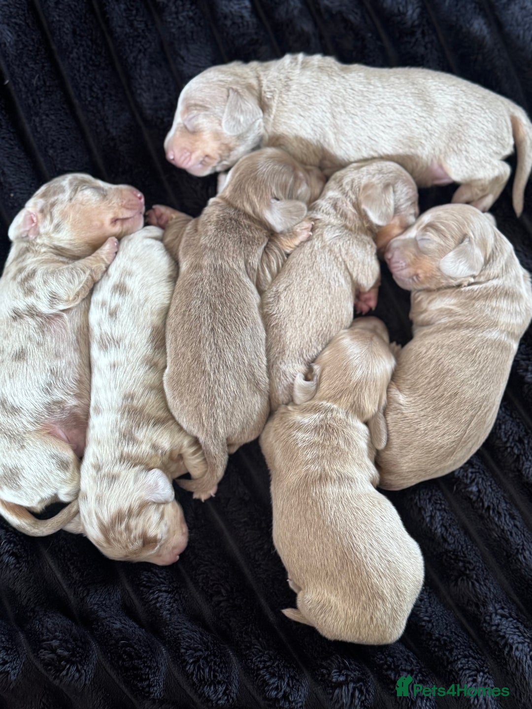 Miniature Dachshund dogs for sale: Gorgeous Miniature Daschunds  - Image 9