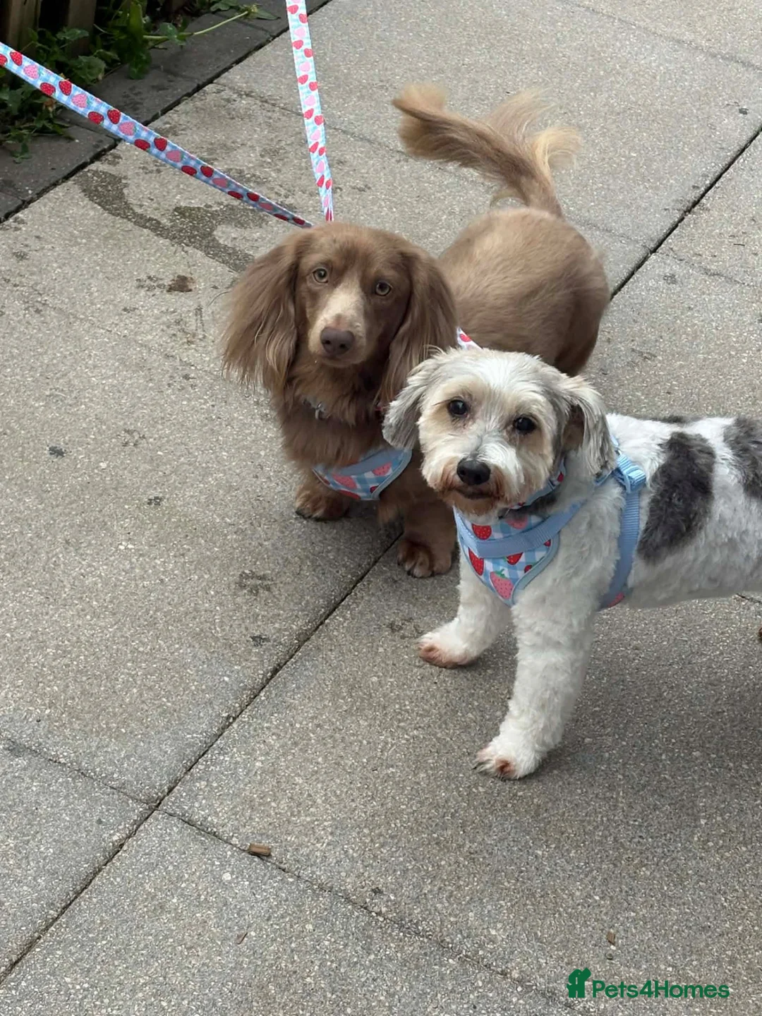 Miniature Dachshund dogs for stud: Long haired miniature dachshund for Stud  - Advert 2
