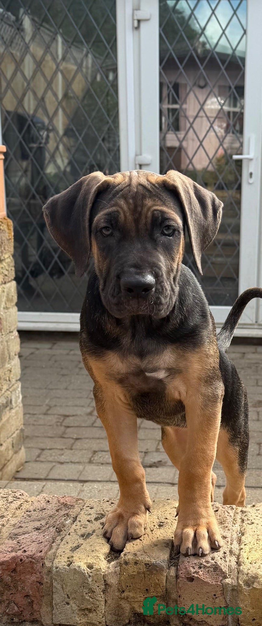 Cane Corso dogs BEAUTIFUL CANE CORSO puppies. PROTECTION+FAMILY - Advert 2
