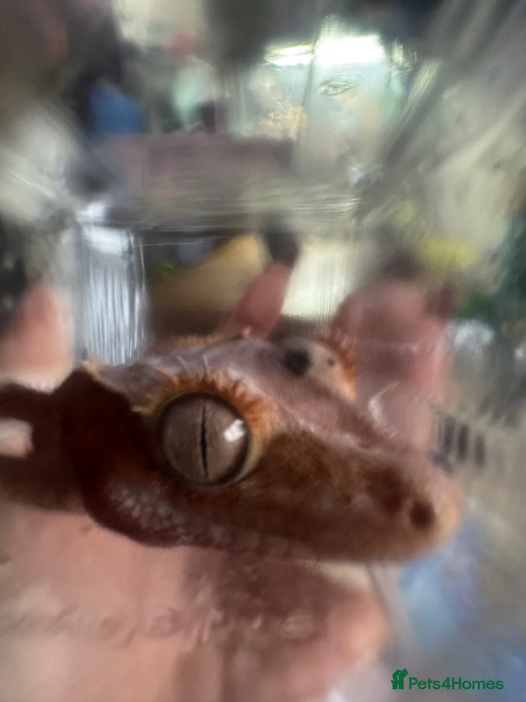 Gecko reptiles for sale: Beautiful Red/Orange Dalmatian Crested Gecko in Pontefract - Advert 7