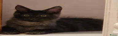 Onyx