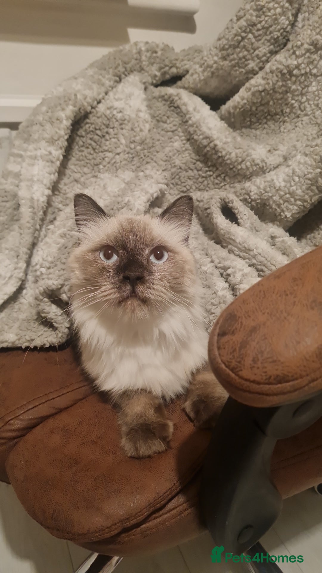 Mixed Breed cats for adoption: Ambrose is looking for love - Advert 1