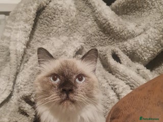 Mixed Breed cats Ambrose is looking for love - Advert 1