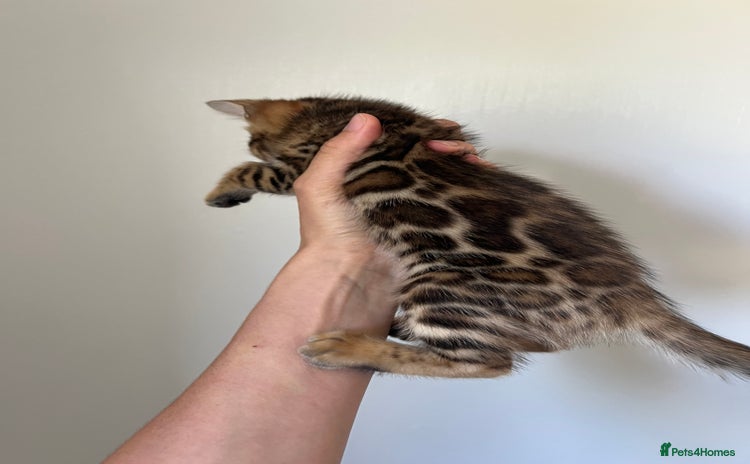 Bengal cats - Advert 13
