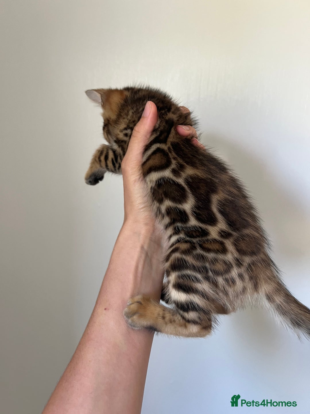 Bengal cats for sale: **LAST ONE** Female Rosetta Bengal - Image 1