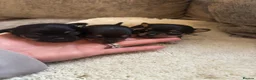 Chihuahua dogs for sale: Chihuahua puppy’s  - Advert 17
