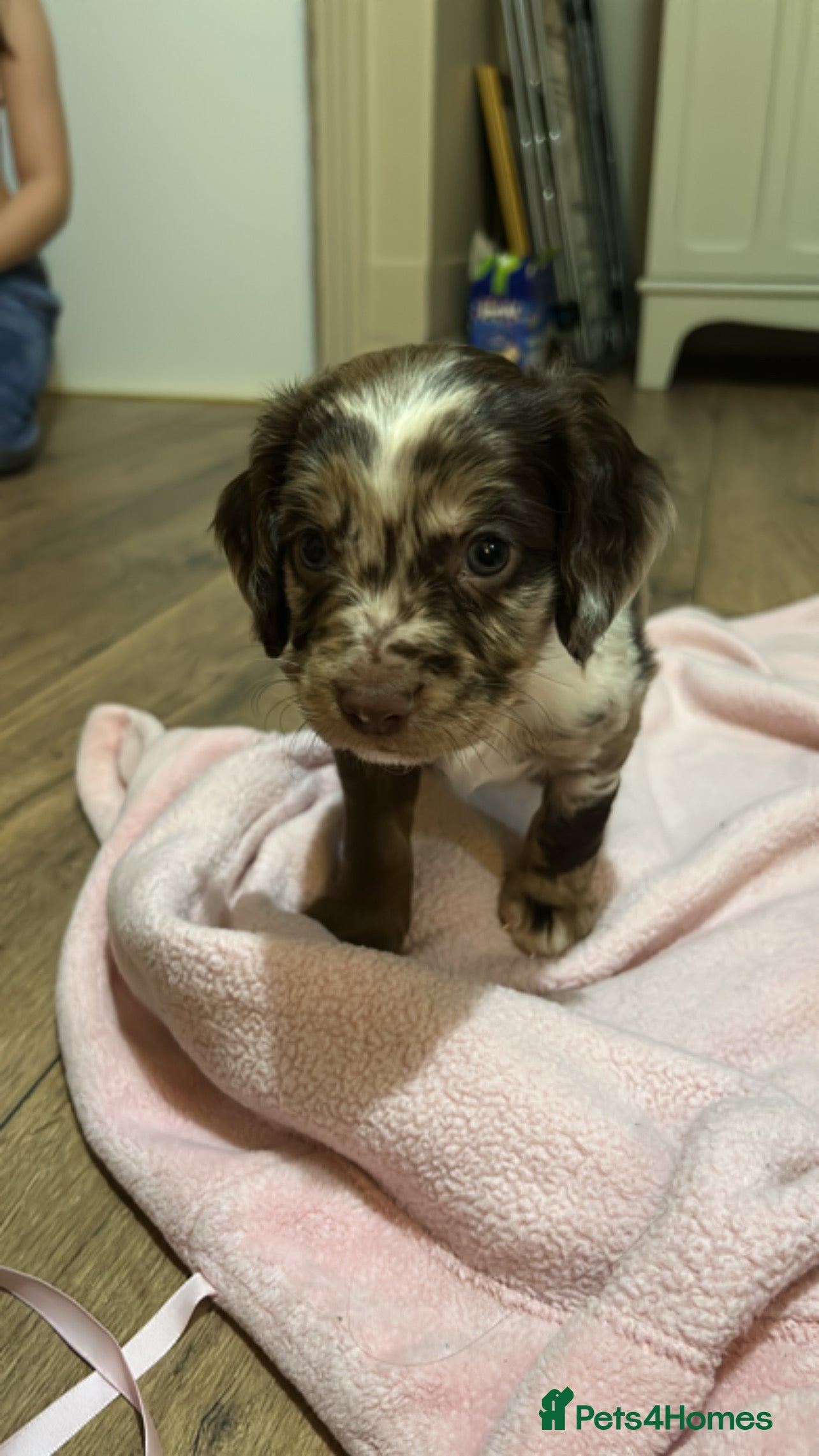 Cockapoo dogs 8 beautiful F1 B Cockapoos for sale  - Advert 2