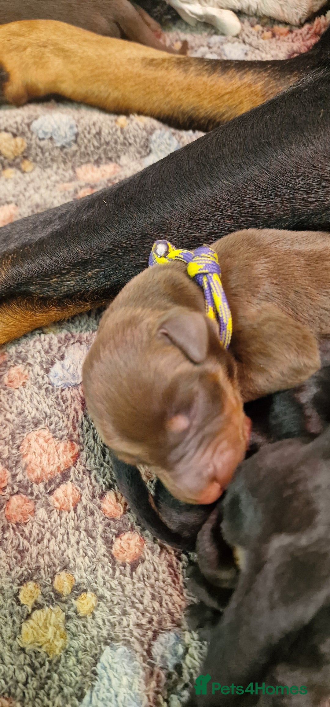 Dobermann dogs for sale: Top line doberman puppies - Image 33